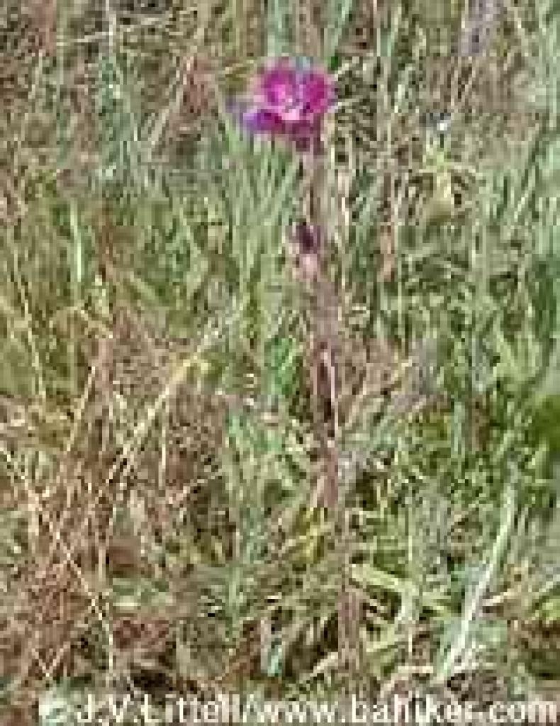 Clarkia