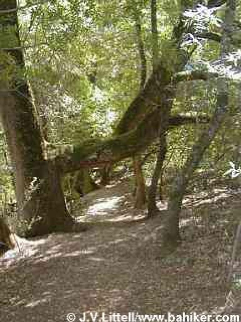 Ducking under a tree