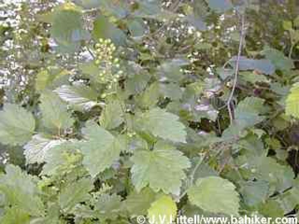 Baneberry