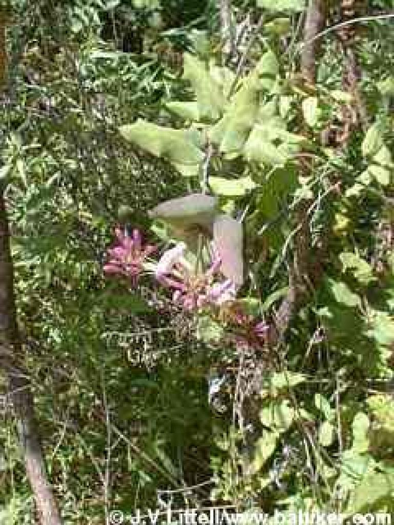 Honeysuckle