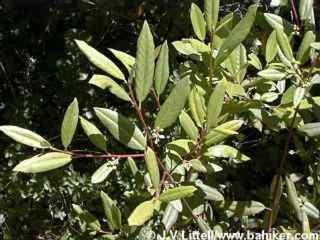 Coffeeberry in summer