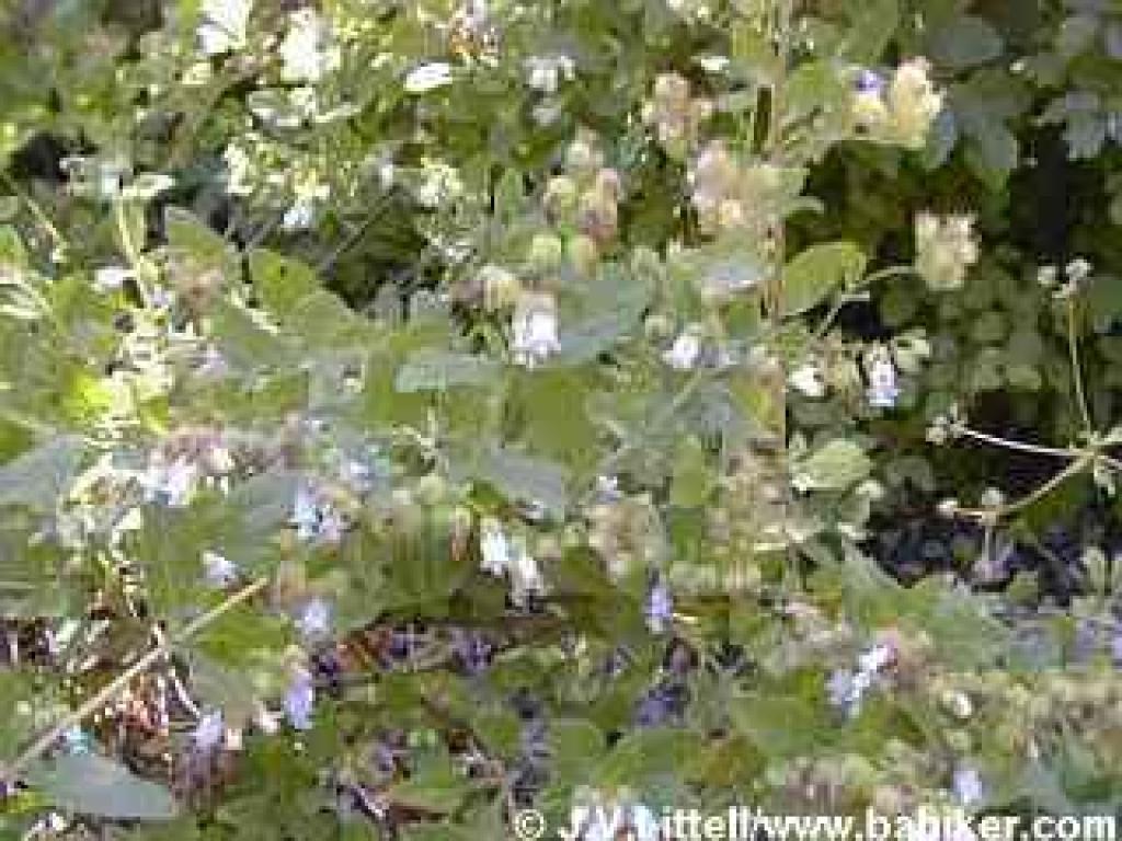 Pitcher sage photo