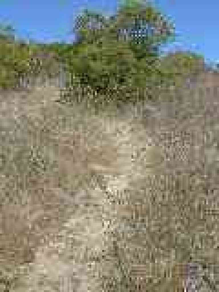 Overgrown path