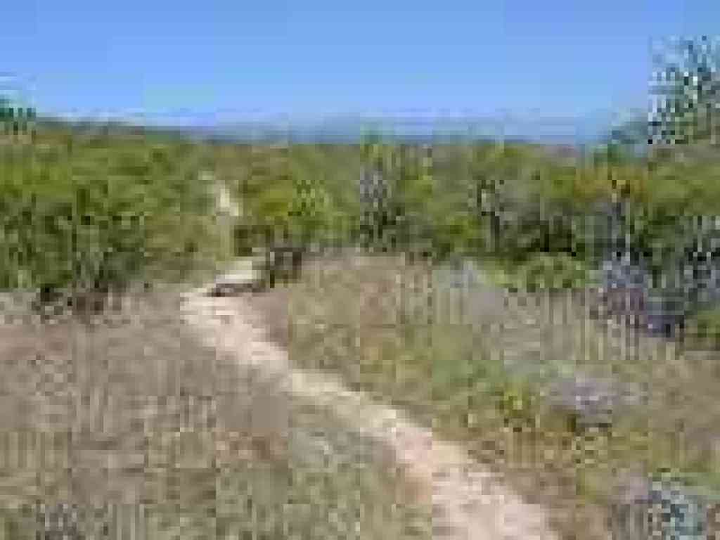 Passing through chaparral