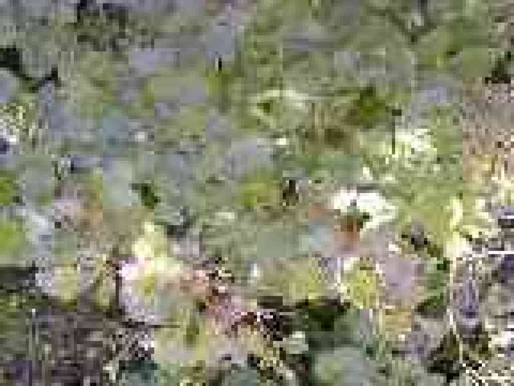 Gooseberry