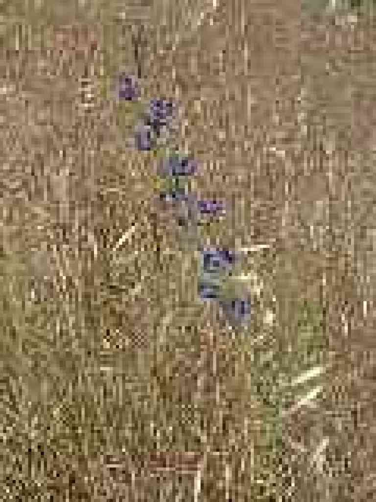 Larkspur