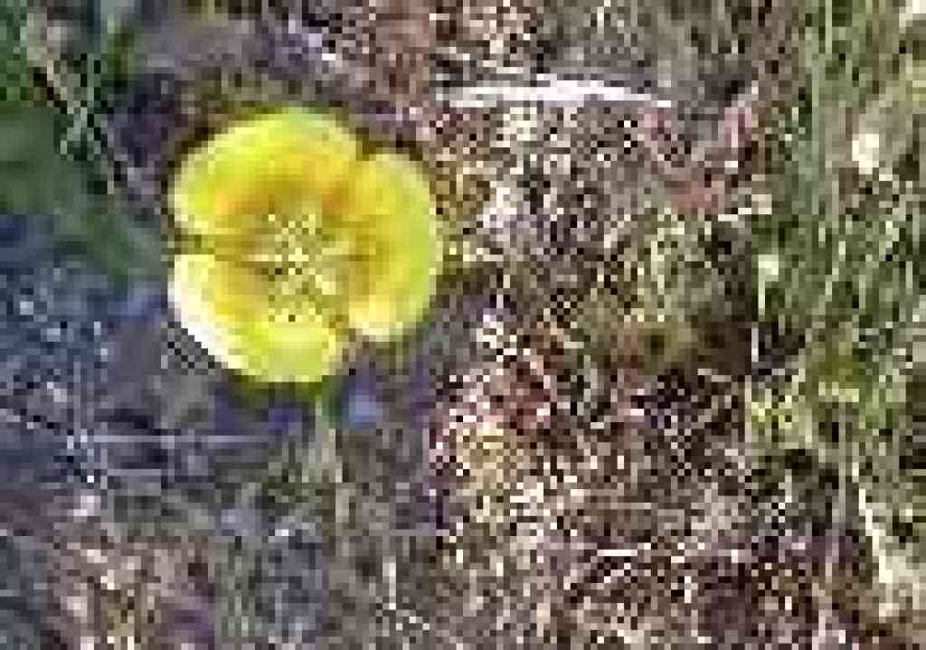 Yellow mariposa lily