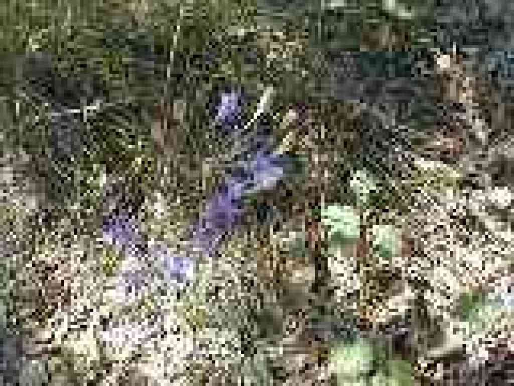 Brodiaea