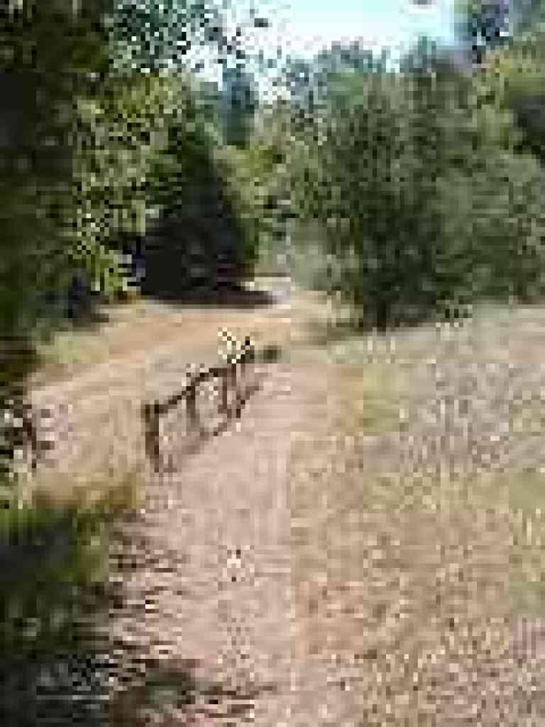 Approaching the 1906 fault area