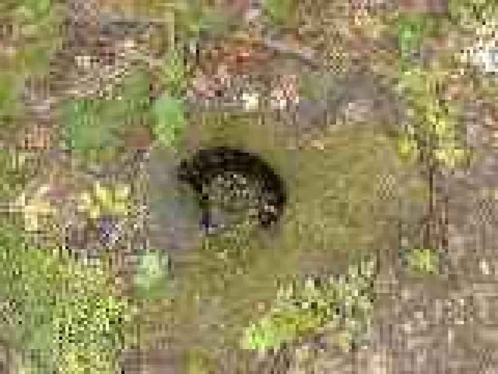 Little root basin