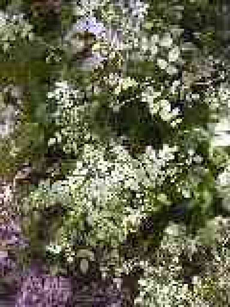 Wood rose