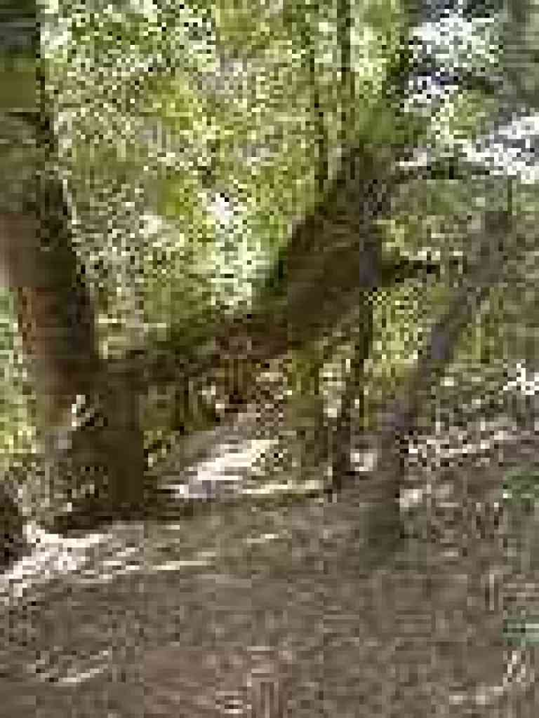 Huge old tree