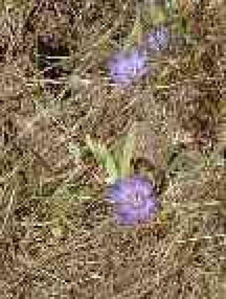 Clarkia