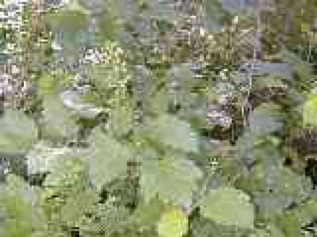 Baneberry