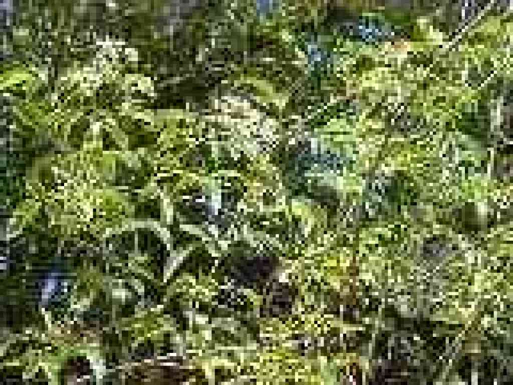 Elderberry