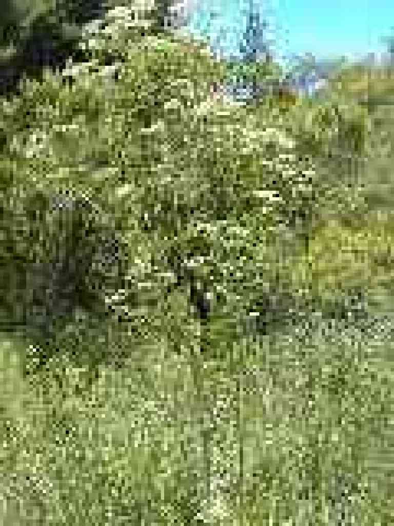 Poison hemlock