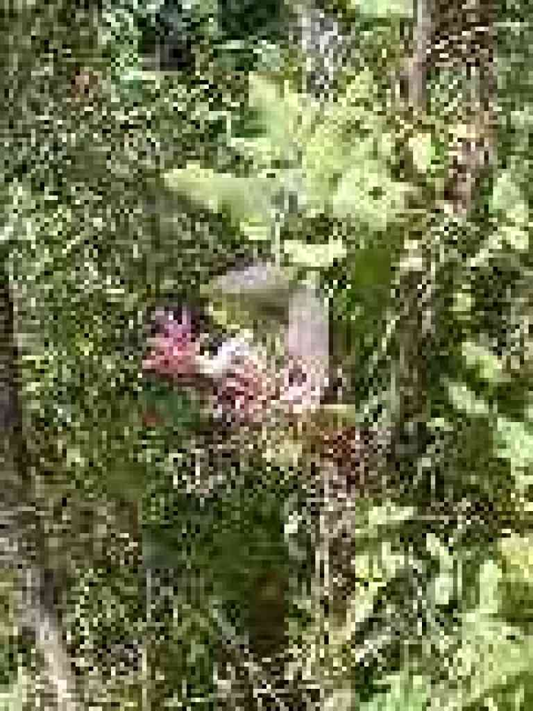 Honeysuckle