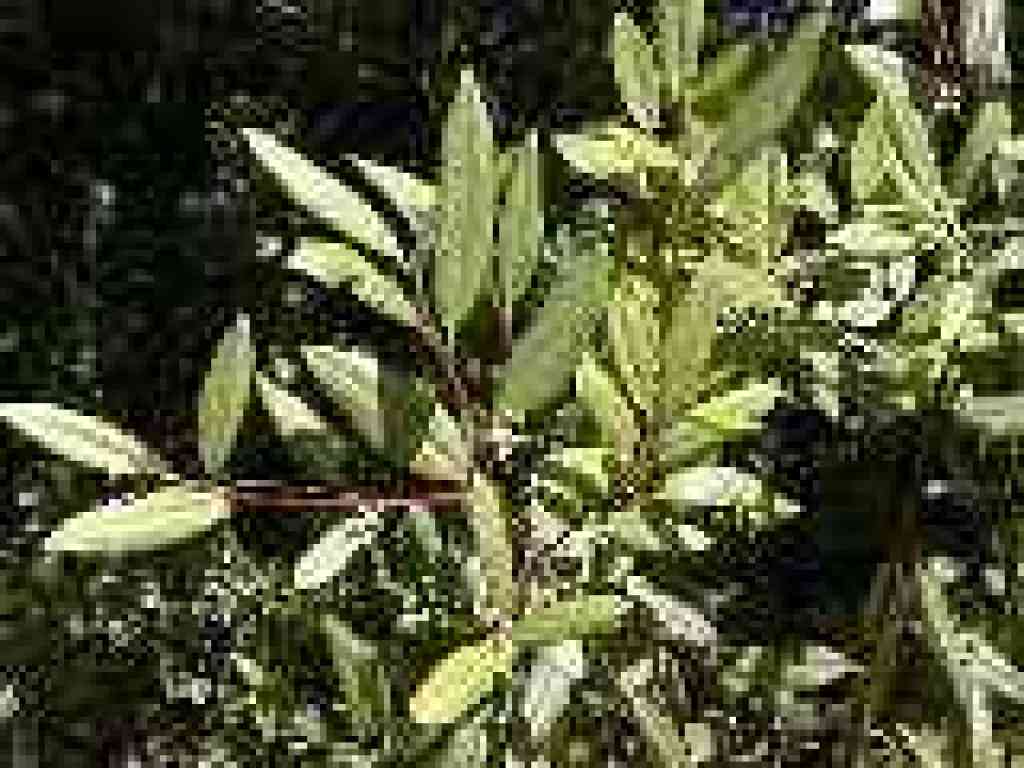 Coffeeberry
