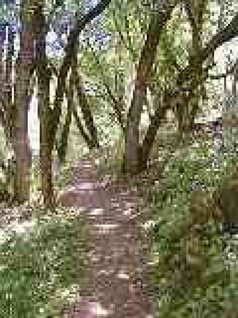Cool woods