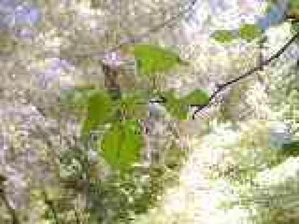 Hazelnut