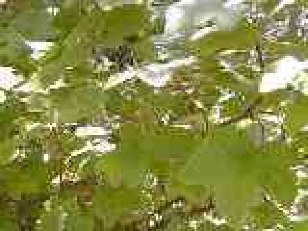 Currants