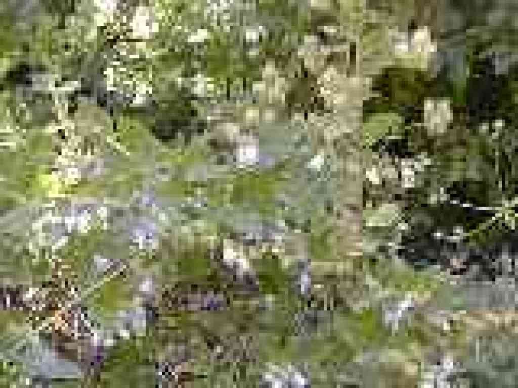 Pitcher sage