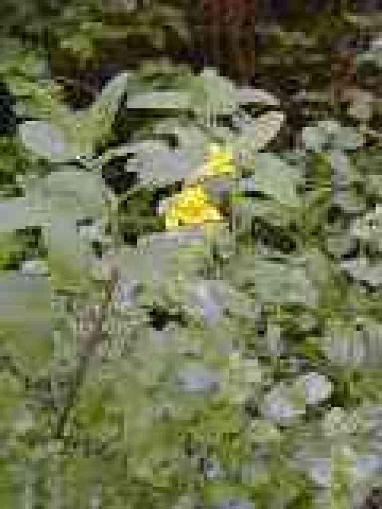 Seep monkeyflower