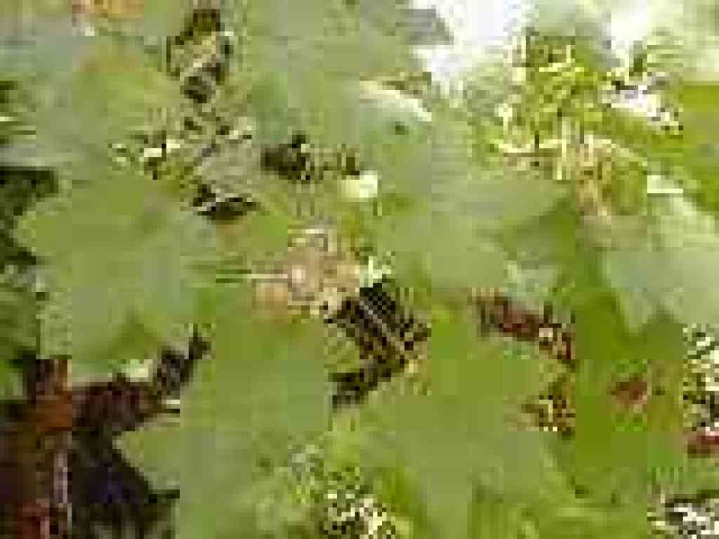 Thimbleberry