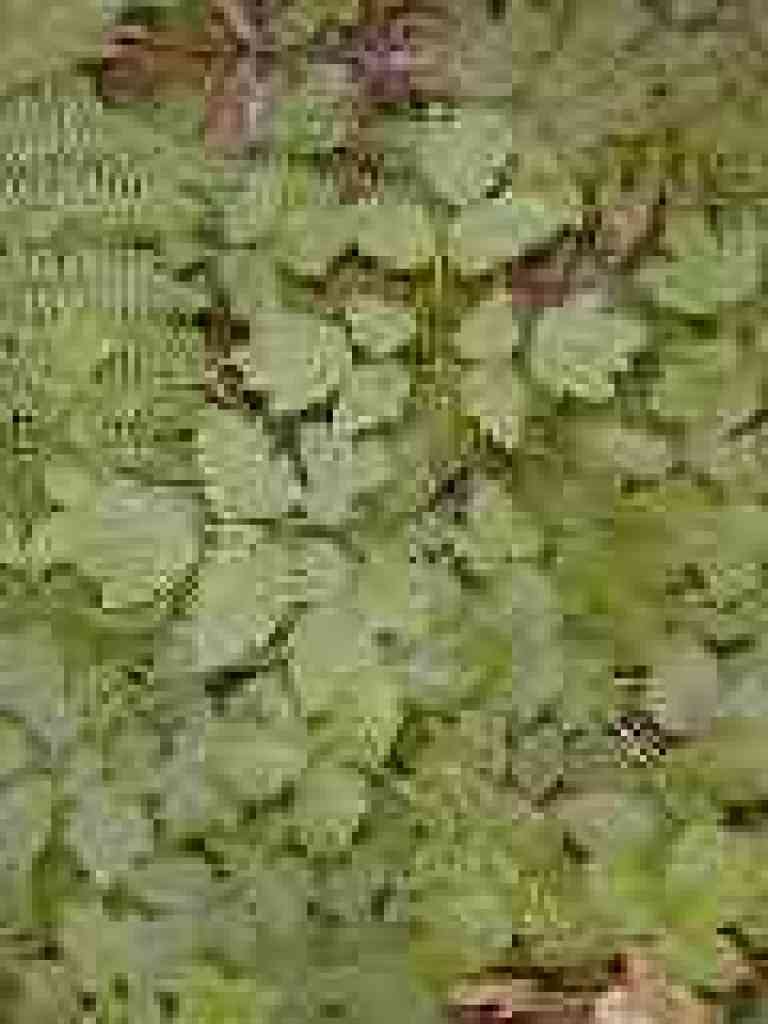 Baneberry