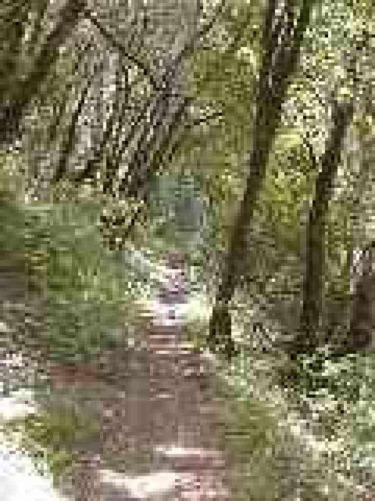 Near Los Trancos Creek