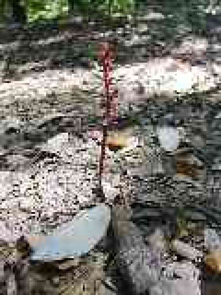 Spotted coralroot