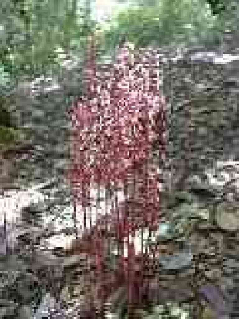 Spotted coralroot