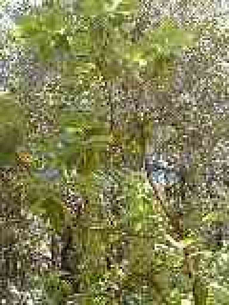 Young madrone