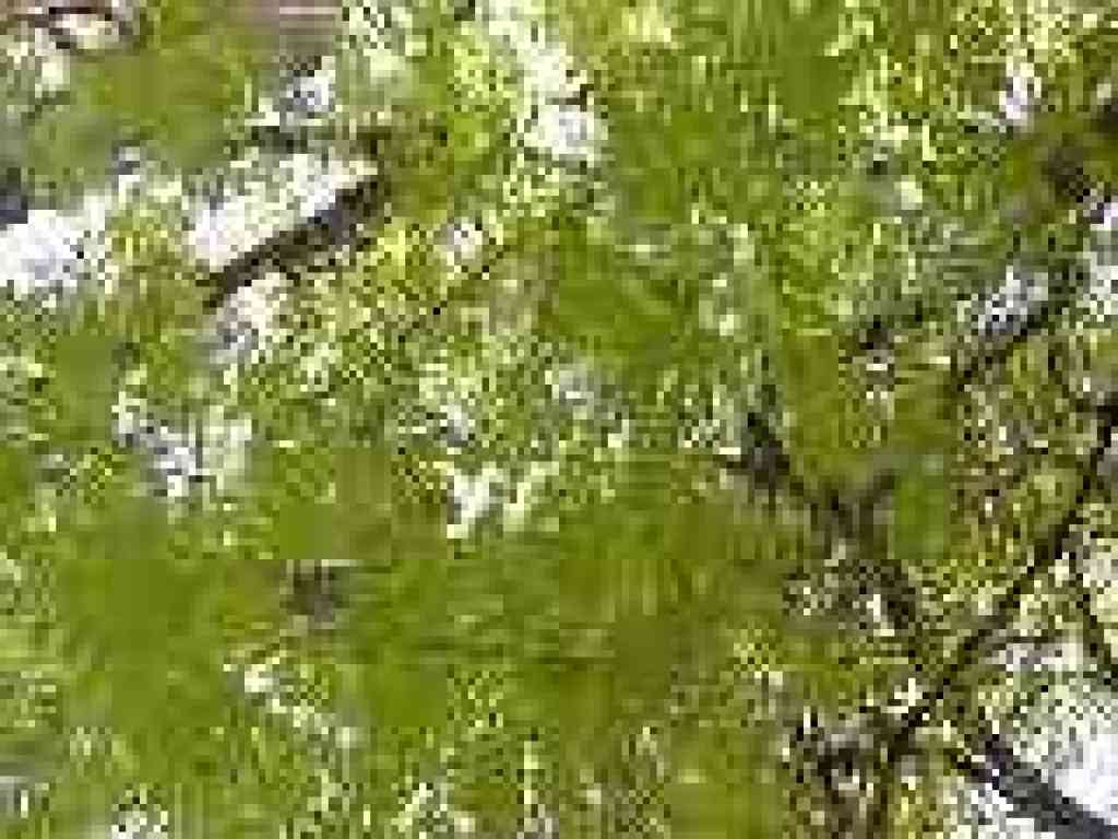 Maple