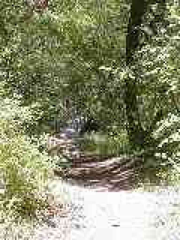 A few Douglas fir