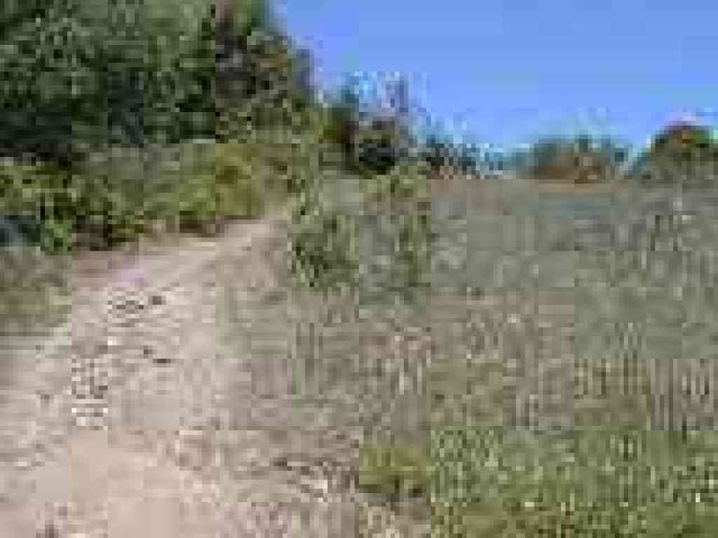 Edging along the woods, through grassland