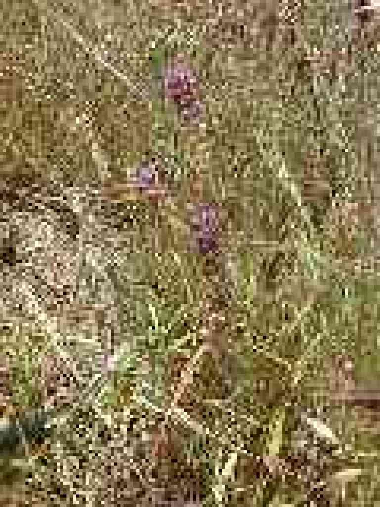 Owl's clover