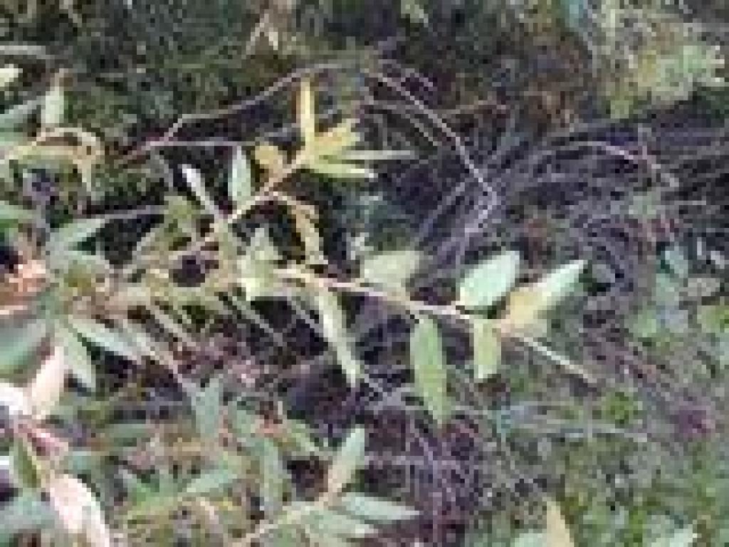 Canyon live oak