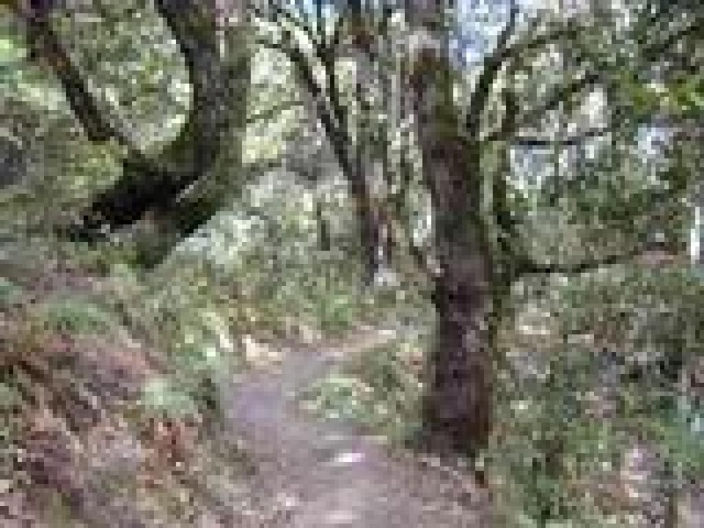 San Andreas Fault Trail