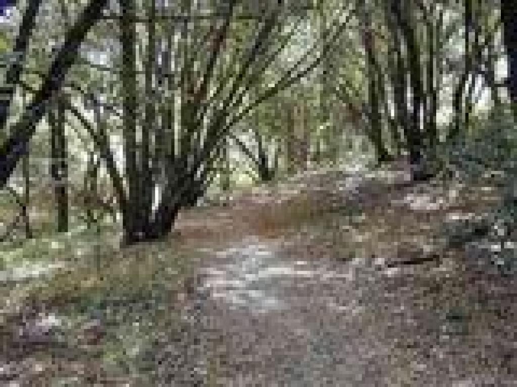 Through a grove of California bays