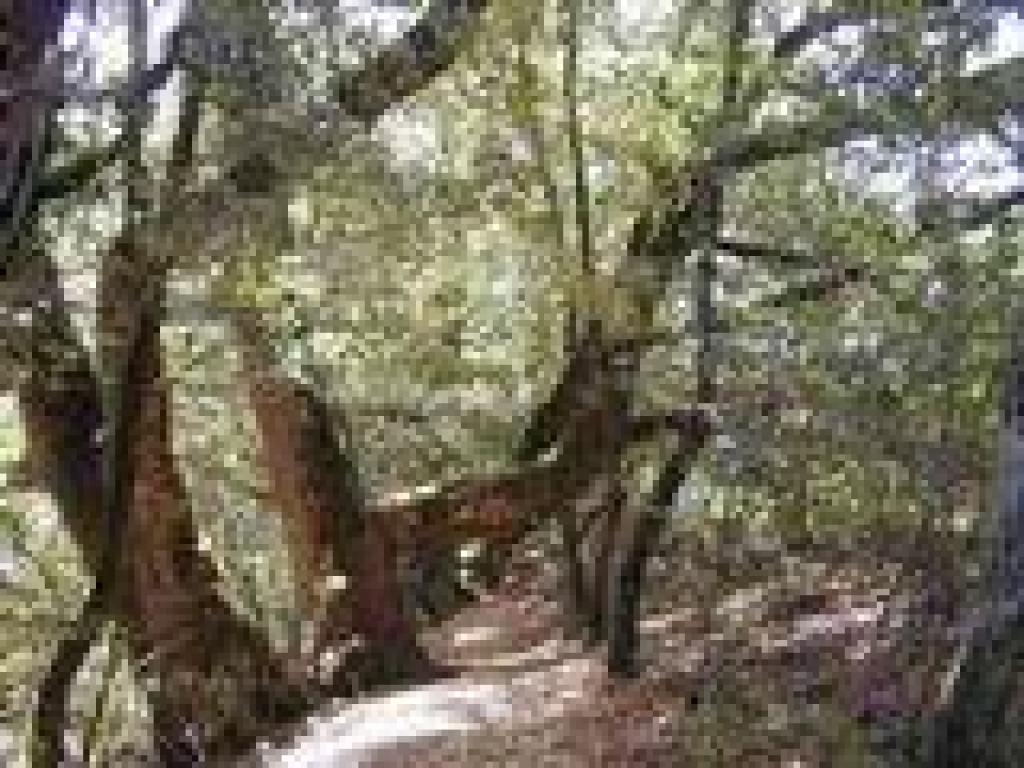 Big trees