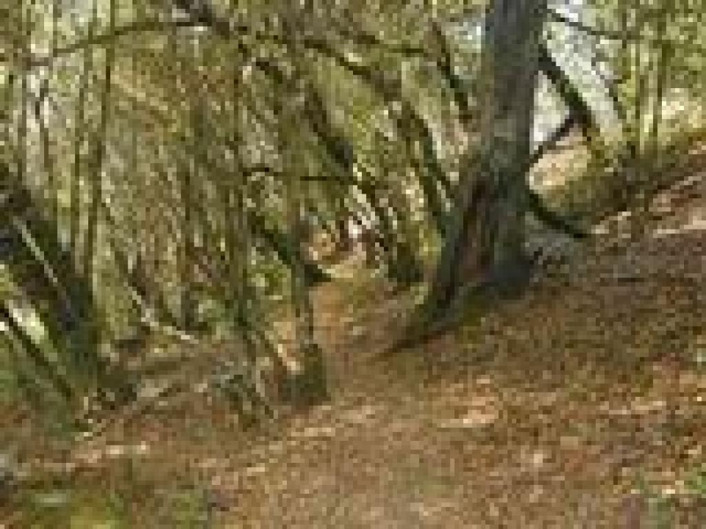 In the woods