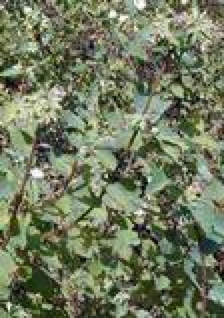 Snowberry