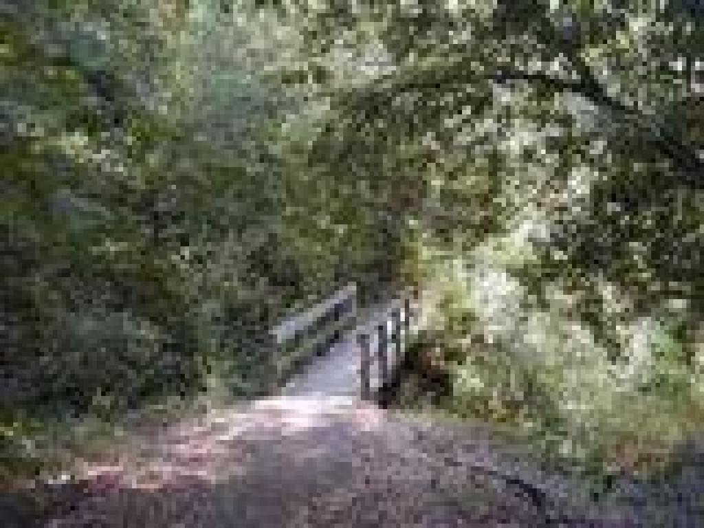 Bridge