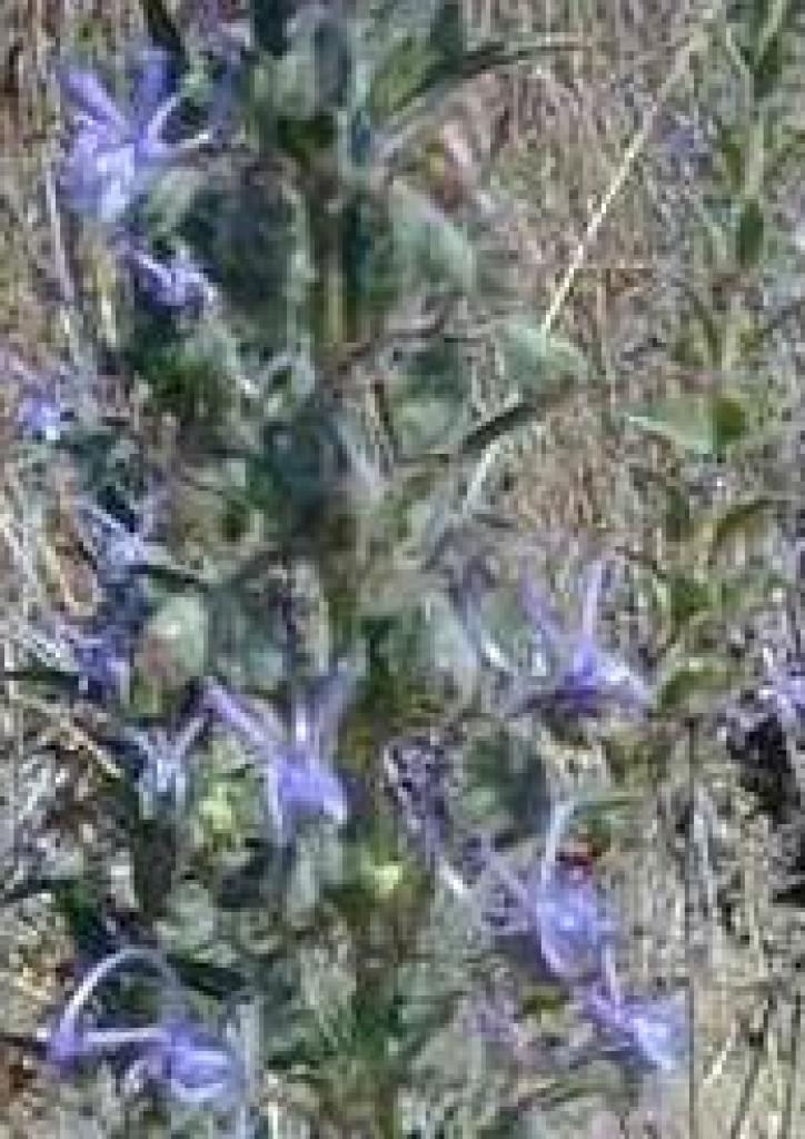 Vinegarweed