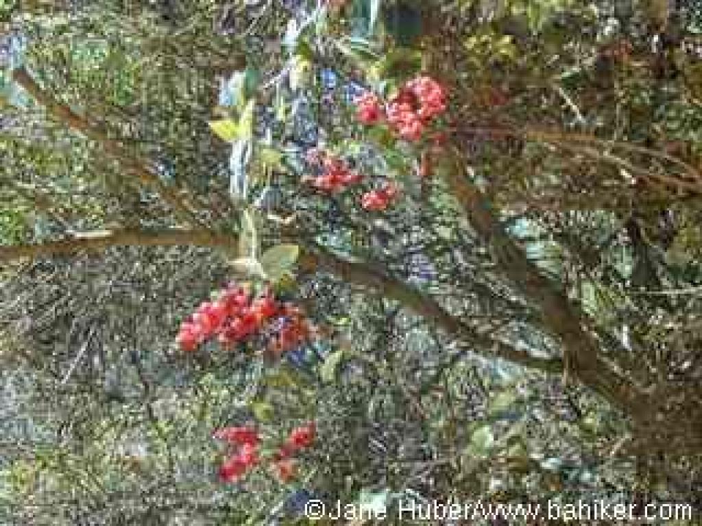Honeysuckle