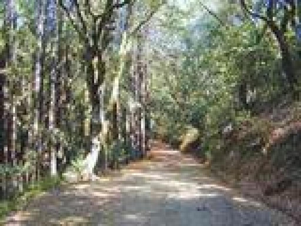 Redwoods along the trail