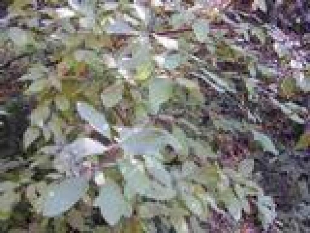 Dogwood