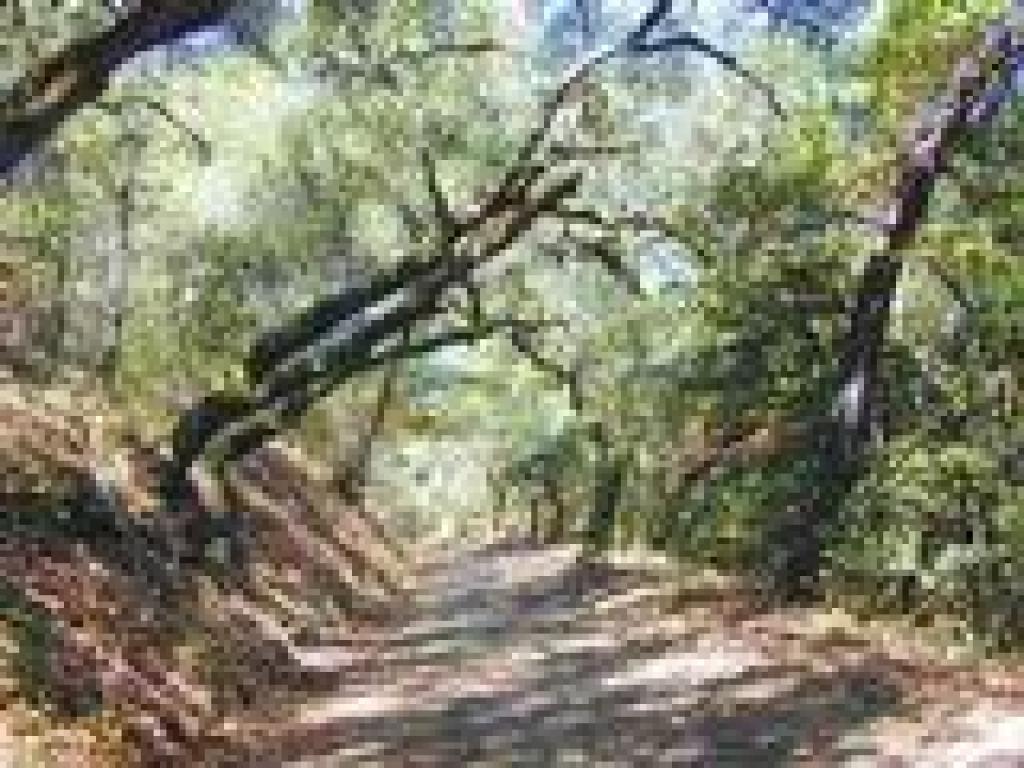 Climbing through woods