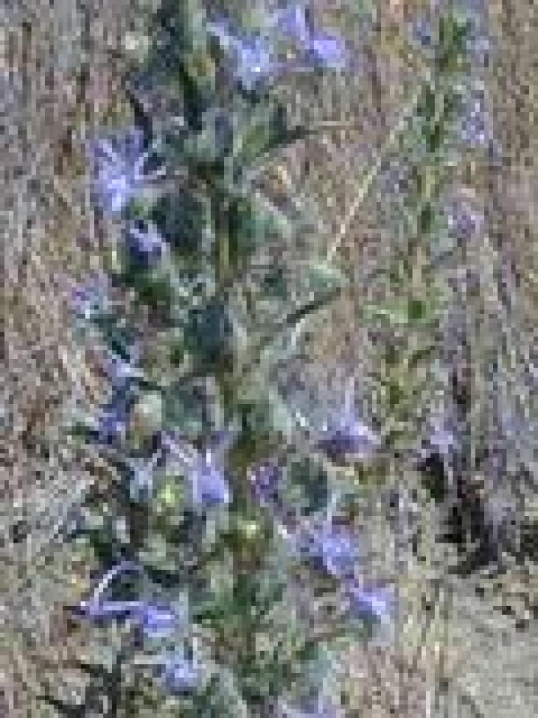 Vinegarweed